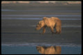 100096 Grizzly Bear On Tidal Beach A4 Photo Print