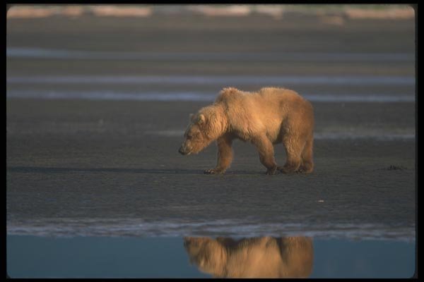 100096 Grizzly Bear On Tidal Beach A4 Photo Print