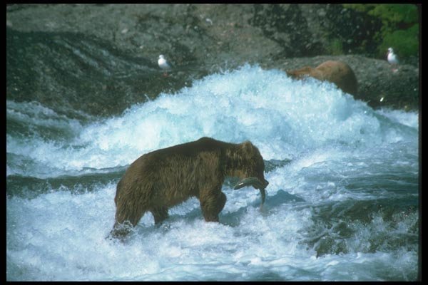 100097 Alaskan Brown Bear With Salmon A4 Photo Print