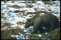 100098 Grizzly Bear On Snow A4 Photo Print