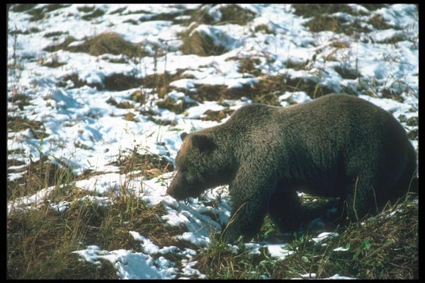 100098 Grizzly Bear On Snow A4 Photo Print