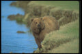 100099 Grizzly Bear In River A4 Photo Print