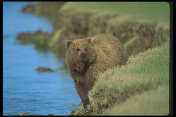 100099 Grizzly Bear In River A4 Photo Print