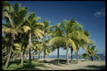 101008 Palm Trees On Beach Viti Levu Island A4 Photo Print