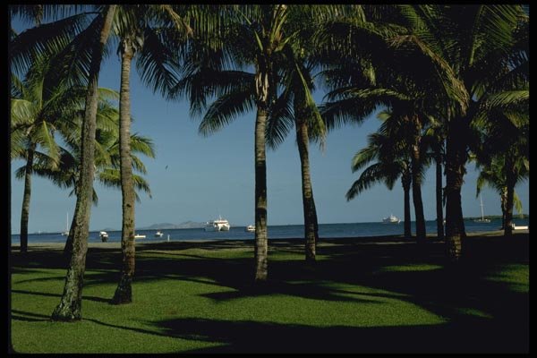 101009 Palm Trees Viti Levu Island A4 Photo Print