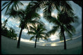 101016 Sunset, Beach And Palms Viti Levu Island A4 Photo Print