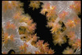 101025 Soft Coral Waters Off Taveuni And Qamea Islands A4 Photo Print