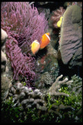 101026 Sea Anemone And Fish Waters Off Taveuni And Qamea Islands A4 Photo Print