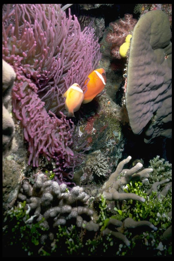 101026 Sea Anemone And Fish Waters Off Taveuni And Qamea Islands A4 Photo Print