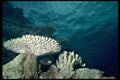 101027 Coral Waters Off Taveuni And Qamea Islands A4 Photo Print