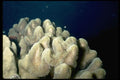 101028 Coral Formation Waters Off Taveuni And Qamea Islands A4 Photo Print