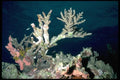 101029 Coral Formation Waters Off Taveuni And Qamea Islands A4 Photo Print