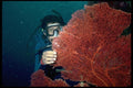 101030 Diver And Sea Fan Waters Off Taveuni And Qamea Islands A4 Photo Print
