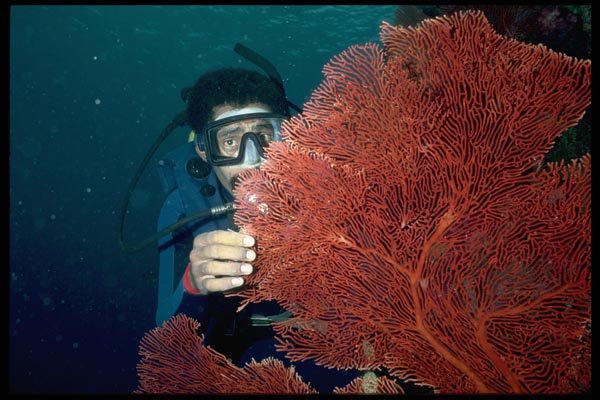 101030 Diver And Sea Fan Waters Off Taveuni And Qamea Islands A4 Photo Print