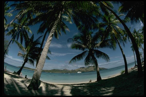 101054 Palm Trees On Beach Tawawa Island, Yasawa Island Group A4 Photo Print