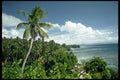 101078 Beach And Palm Trees Taveuni Island A4 Photo Print
