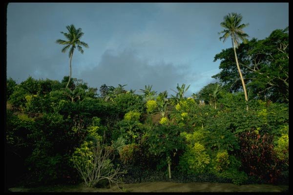 101079 Palm Trees Taveuni Island A4 Photo Print
