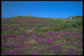 102033 Cap Frehel, Heather And Gorse Covered Headland A4 Photo Print