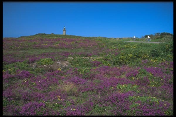 102033 Cap Frehel, Heather And Gorse Covered Headland A4 Photo Print