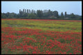 102052 Poppies And Rapeseed Near Reims A4 Photo Print