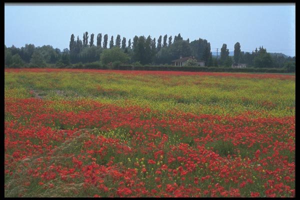 102052 Poppies And Rapeseed Near Reims A4 Photo Print