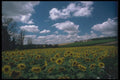 102053 Sunflowers Near Chartres A4 Photo Print