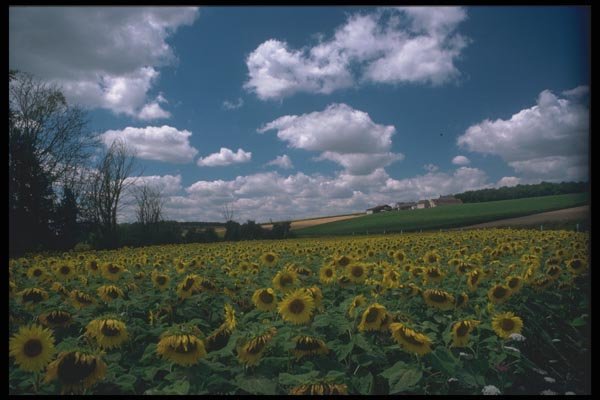 102053 Sunflowers Near Chartres A4 Photo Print