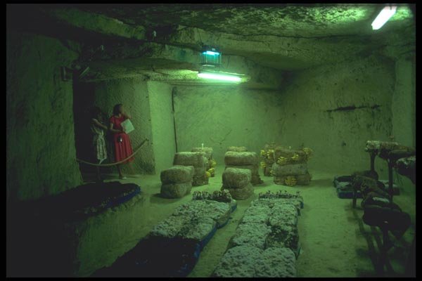 102058 Growing Mushrooms In Caves A4 Photo Print