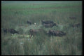 102080 Wild Bulls Of The Camargue A4 Photo Print