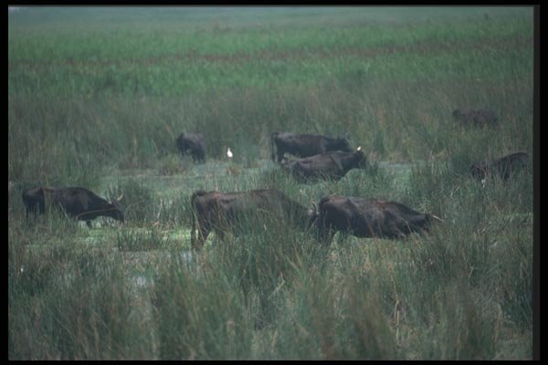 102080 Wild Bulls Of The Camargue A4 Photo Print