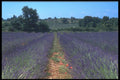 102083 Lavender Field, Gard A4 Photo Print