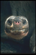 103000 Giant Dome Shaped Tortoise A4 Photo Print