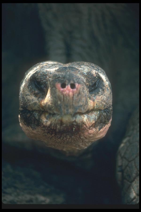 103000 Giant Dome Shaped Tortoise A4 Photo Print
