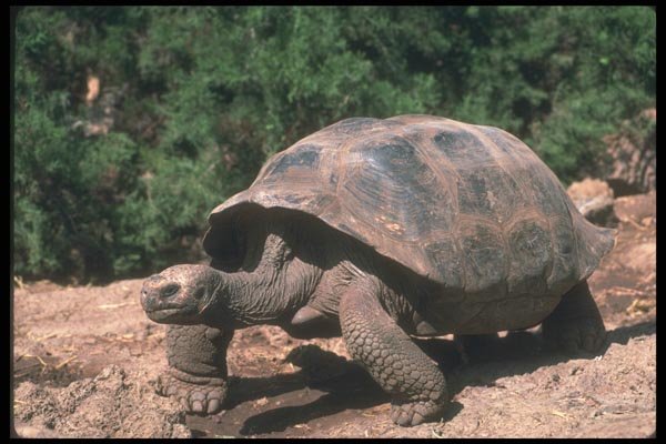 103001 Giant Dome Shaped Tortoise Walking A4 Photo Print