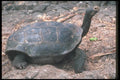 103002 Giant Dome Shaped Tortoise Walking A4 Photo Print