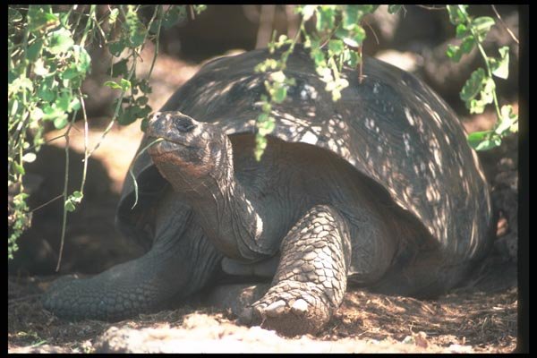 103003 Giant Dome Shaped Tortoise Close Up  A4 Photo Print