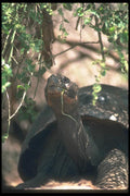 103004 Giant Dome Shaped Tortoise Close Up  A4 Photo Print
