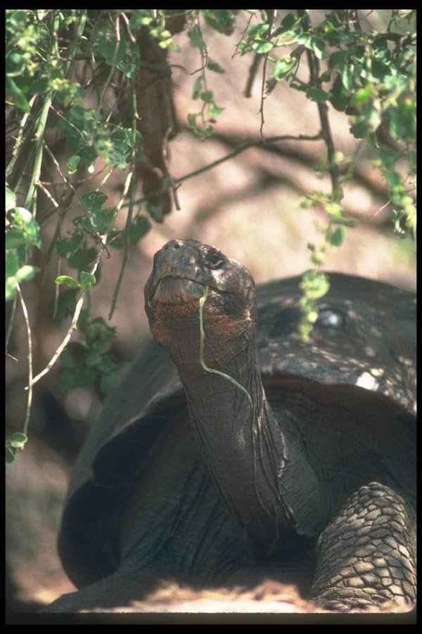 103004 Giant Dome Shaped Tortoise Close Up  A4 Photo Print