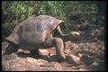 103005 Giant Dome Shaped Tortoise Walking A4 Photo Print