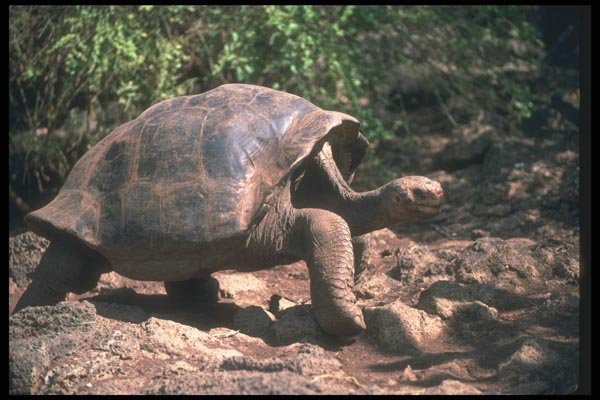 103005 Giant Dome Shaped Tortoise Walking A4 Photo Print