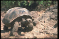 103006 Giant Dome Shaped Tortoise Walking A4 Photo Print