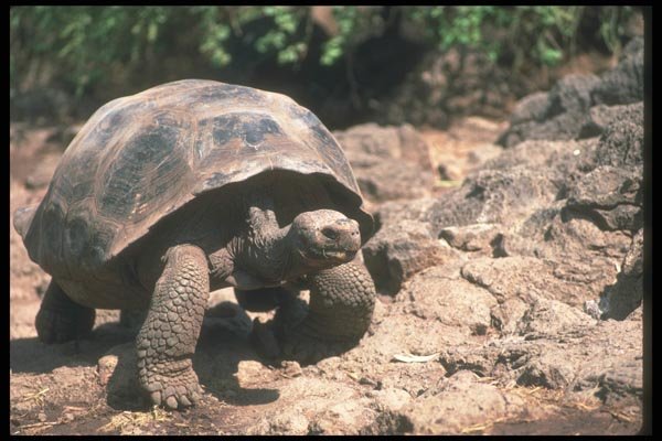 103006 Giant Dome Shaped Tortoise Walking A4 Photo Print