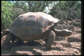 103007 Giant Dome Shaped Tortoise Walking A4 Photo Print