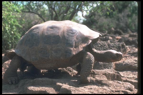 103007 Giant Dome Shaped Tortoise Walking A4 Photo Print