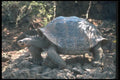 103008 Giant Dome Shaped Tortoise Walking A4 Photo Print
