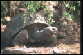 103009 Giant Dome Shaped Tortoise Close Up  A4 Photo Print