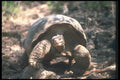 103010 Giant Dome Shaped Tortoise Walking A4 Photo Print