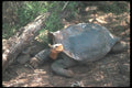 103011 Giant Saddle Backed Tortoise Lying Down A4 Photo Print