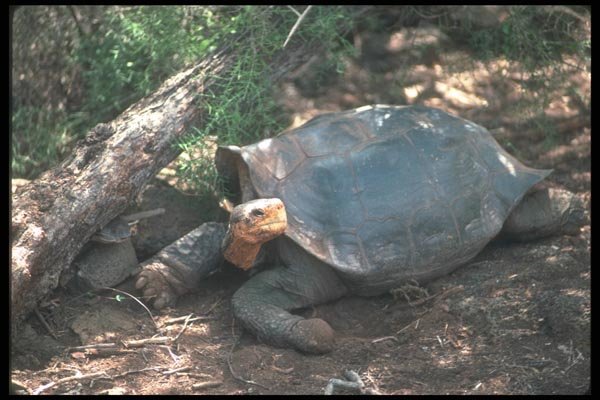 103011 Giant Saddle Backed Tortoise Lying Down A4 Photo Print