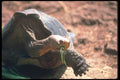 103012 Giant Saddle Backed Tortoise Close Up  A4 Photo Print
